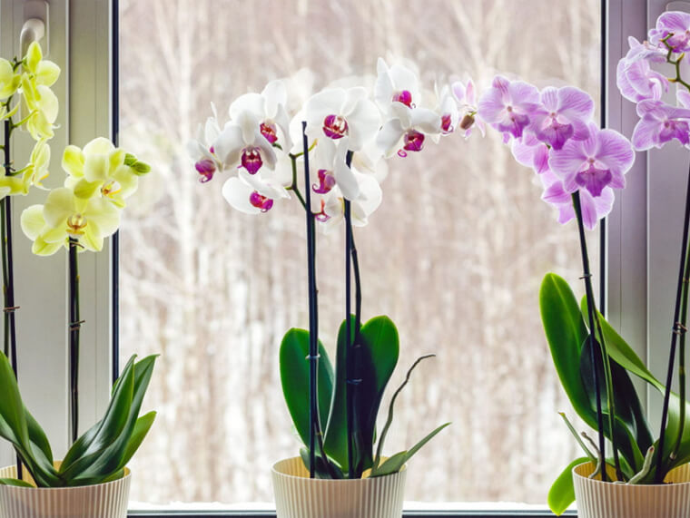 گلدانهای ارکیده