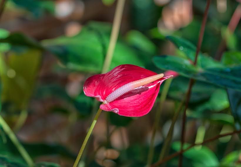 آنتوریوم آندریانوم قرمز