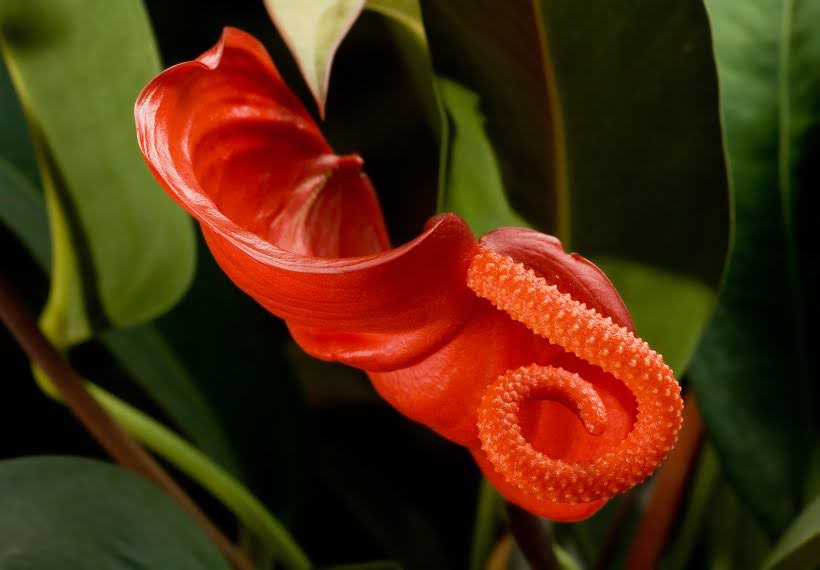 آنتوریوم شرزینوم قرمز