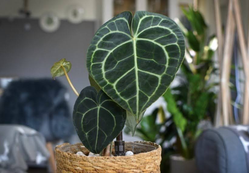 گلدان حصیری با گیاه آنتویوم کریستالینوم