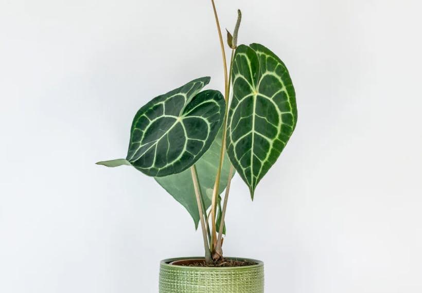 گلدان کوچک آنتوریوم