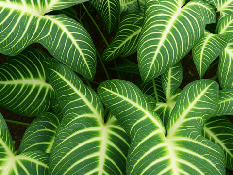 برگ‌های سبز موج‌دار با رگه‌های سفید متراکم