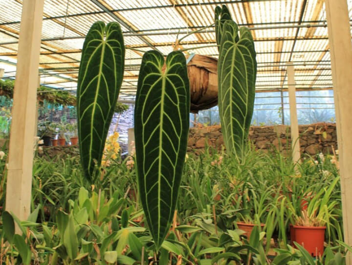 گونه واروکونوم معلق در سبد