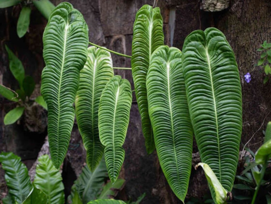 آنتوریوم با برگ‌های مواج