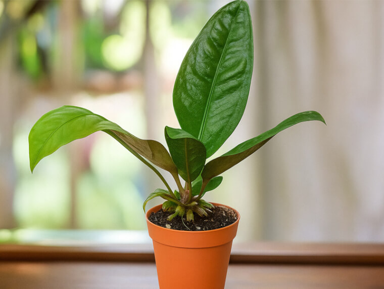 آنتوریوم سوپربروم در گلدان