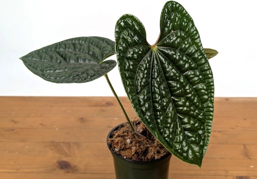 آنتوریوم لوکسوریانس در گلدان