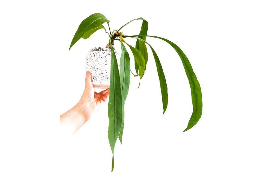 آنتوریوم ویتاریفلوم در گلدان