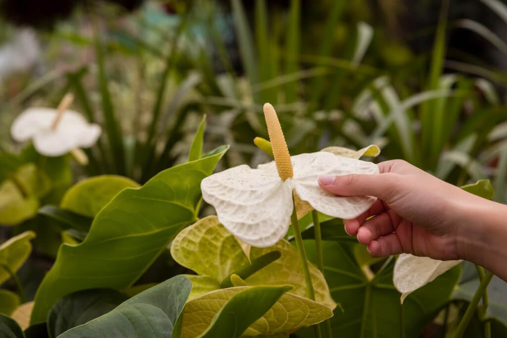 گل‌های آنتوریوم در باغچه