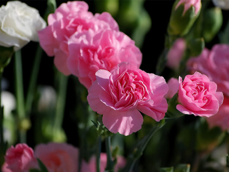 میخک پرپر صورتی