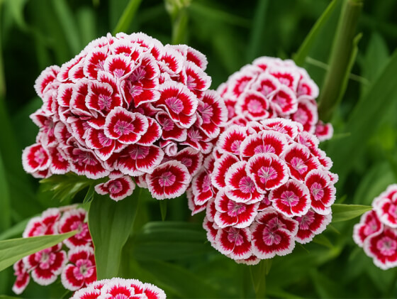 خوشه قرمز و سفید میخک قرنفل