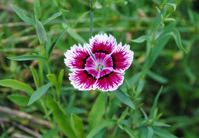 میخک چینی صورتی با لبه سفید