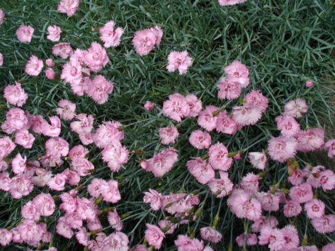 میخک صورتی باغی