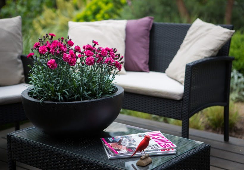 میخک شوگر پلام