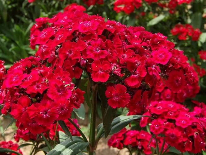 میخک رد بارسلونا