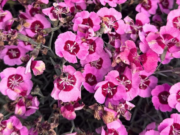 میخک نعناعی صورتی