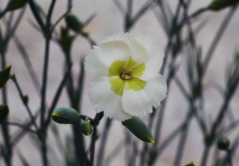 میخک سفید با مرکز سبز