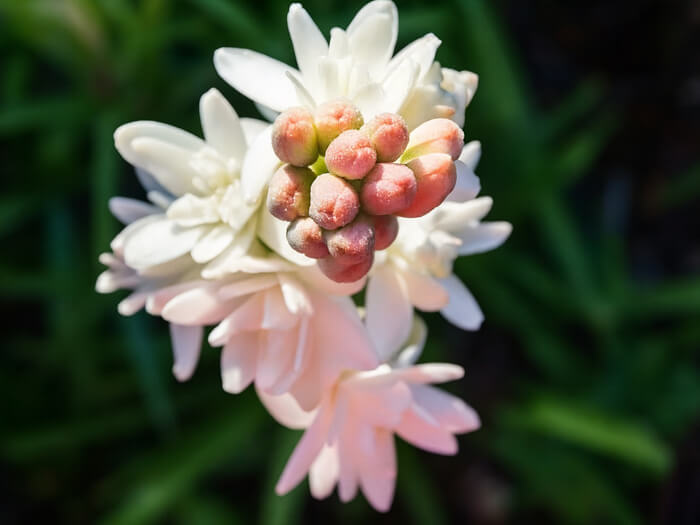 مریم صورتی یاقوتی