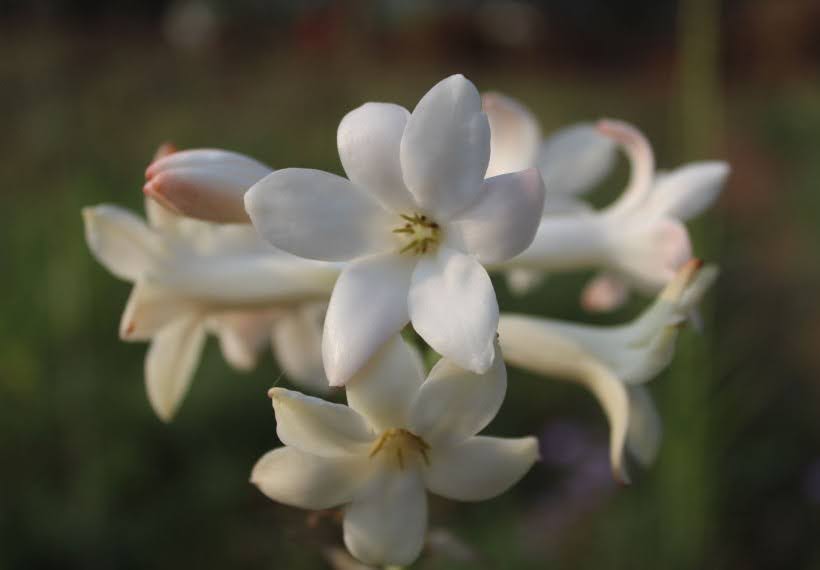 مریم مینیاتوری