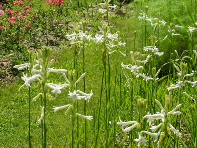 مزرعه مریم کلکته تک گل