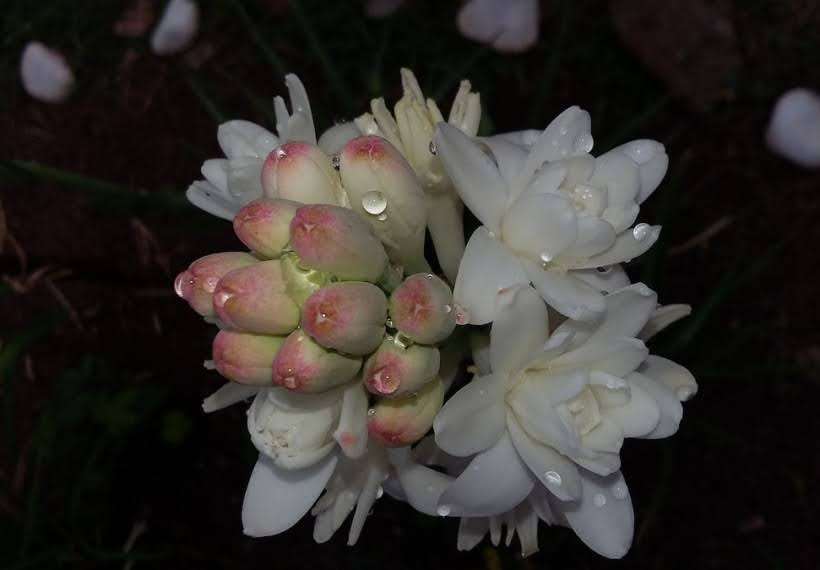 مریم حاشیه‌ای