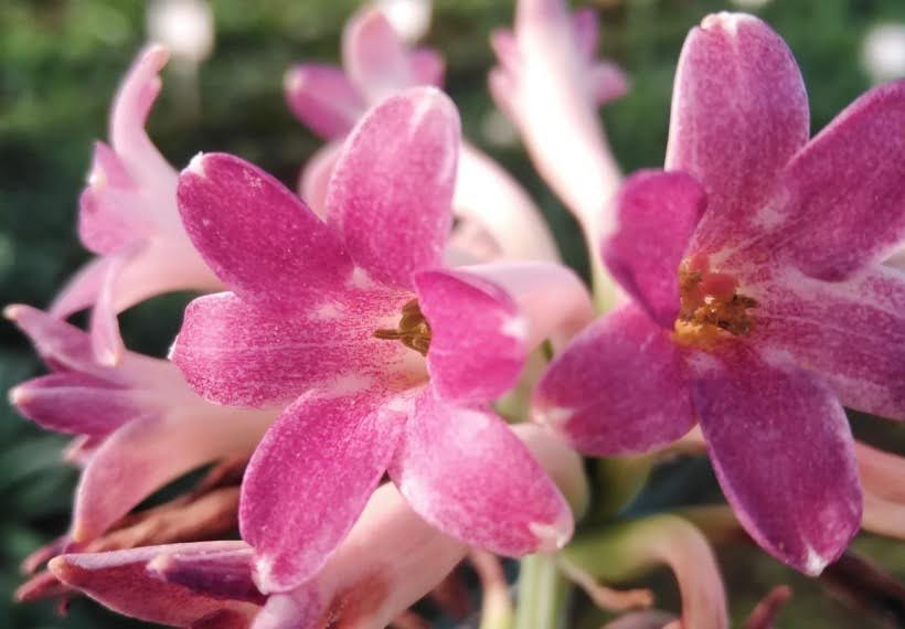 مریم سیندرلا