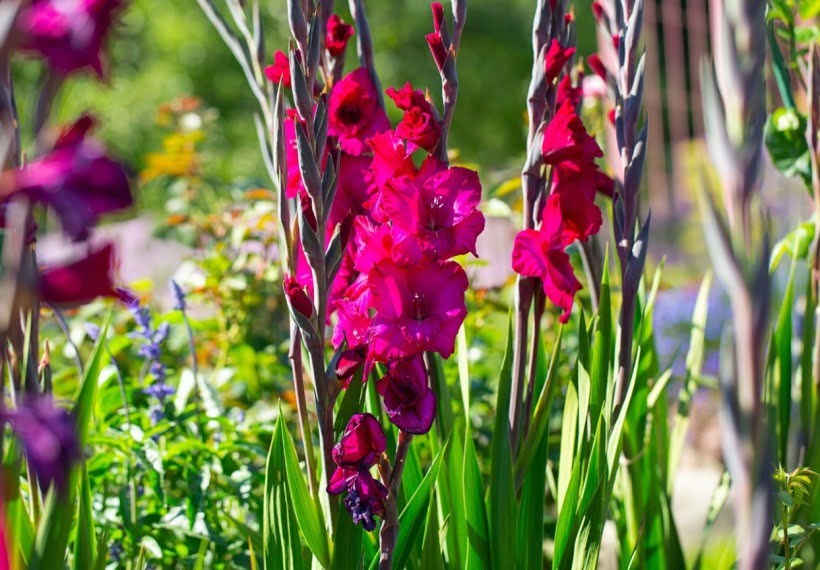 گلایل فیدلو