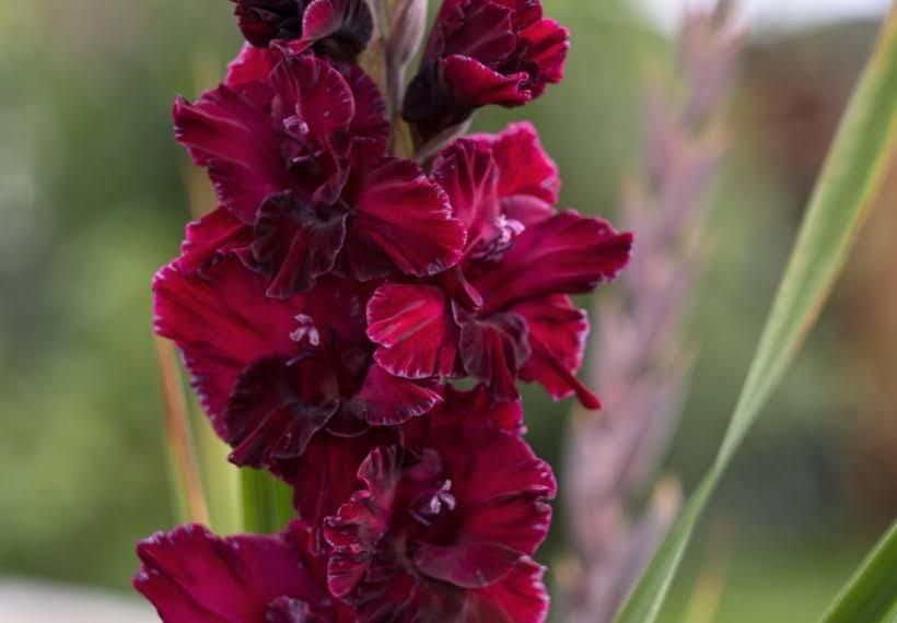 گلایل مرلوت آیس قرمز تیره