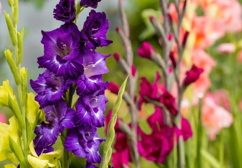 گل گلایل بنفش بزرگ