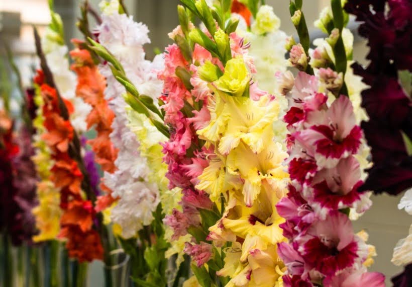 گل خوشهای گلایل رنگارنگ