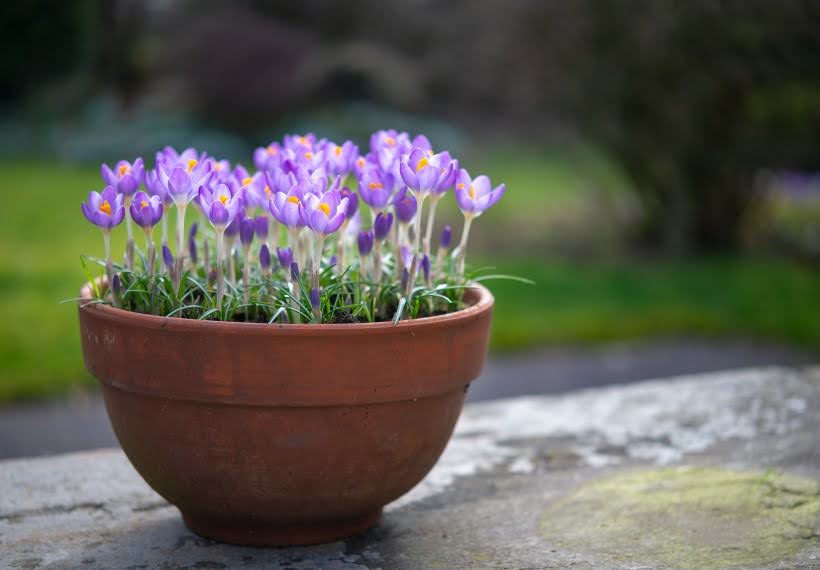 گلایل مینیاتوی