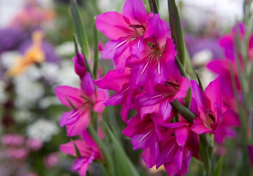 گلایل بیزانتین بنفش