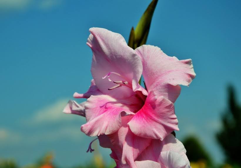 گلایل پاپیون صورتی