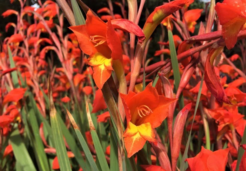 گل قرمز و نارنجی گلایل