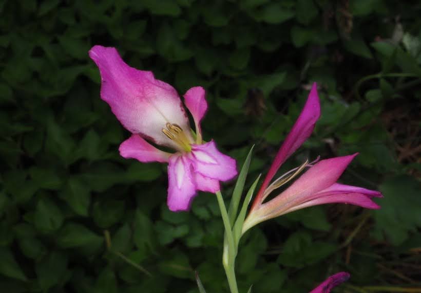 گلایل بنفش ایتالیکوس