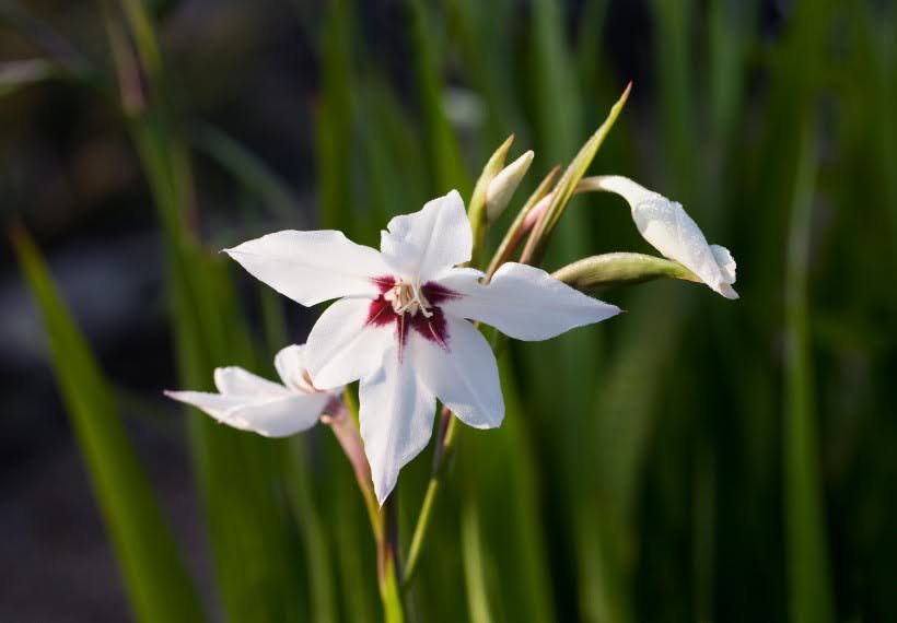 گلایل سفید کالینوس