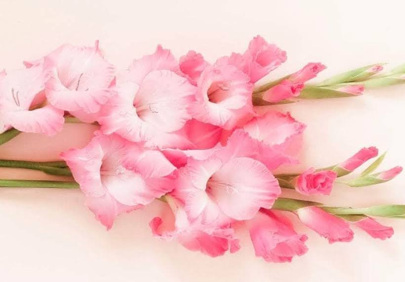 گلایل صورتی