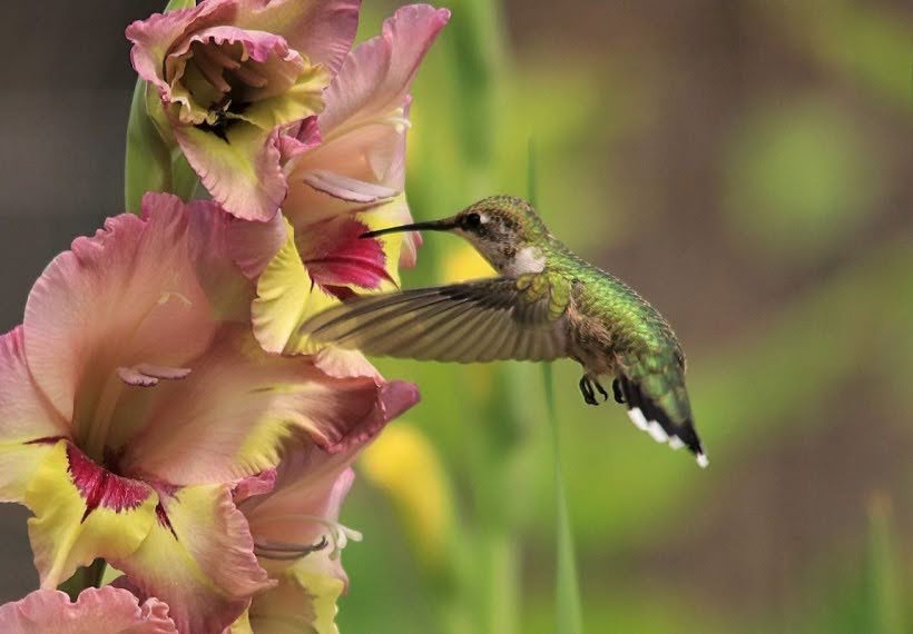 مرغ مگسخوار و گلایل