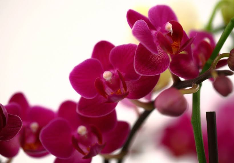 فالانوپسیس ارغوانی