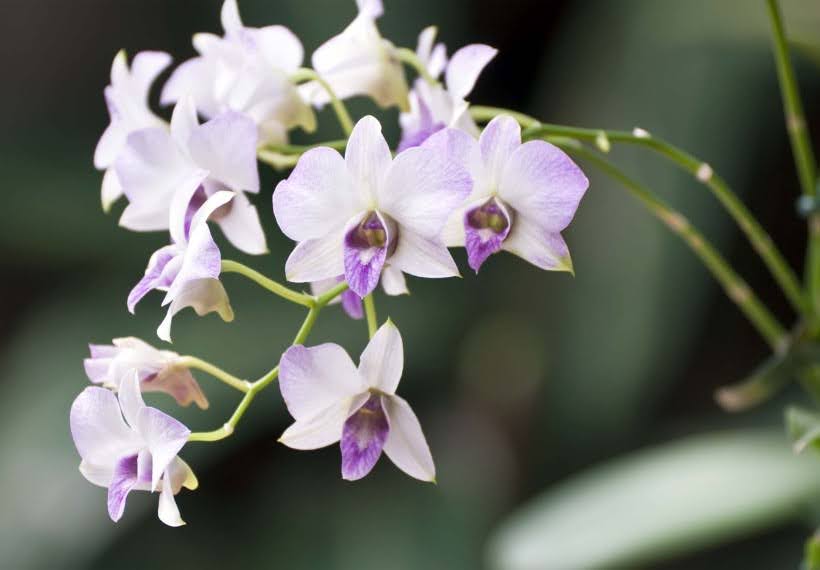 دندروبیوم سفید و یاسی