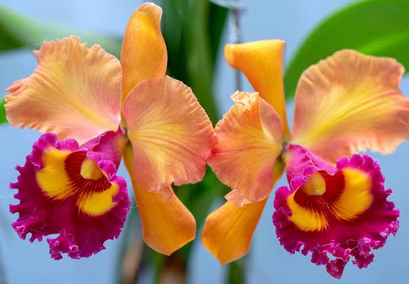 کاتلیا نارنجی و بنفش