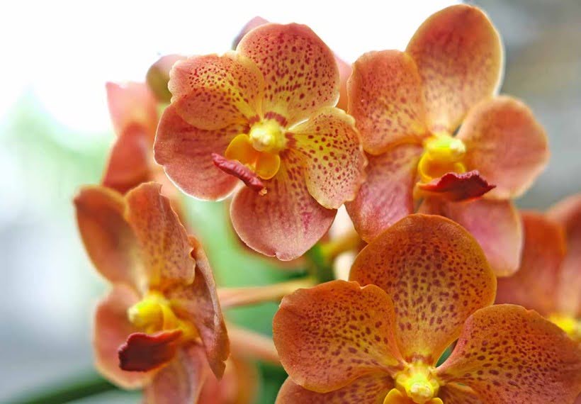 ارکیده واندا نارنجی ابلق