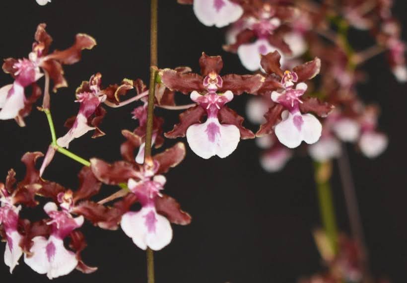 اونسیدیوم سفید و ارغوانی