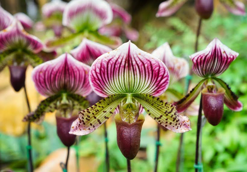 ارکیده کفش ونوس بنفش و سبز