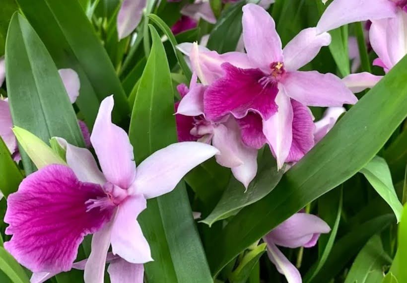 ارکیده میلتونیا بنفش و یاسی