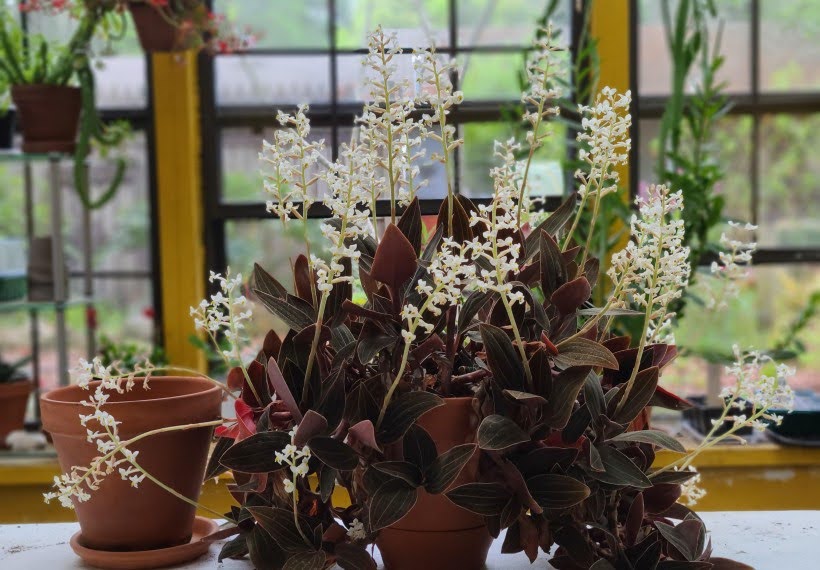 لودیسیا سفید