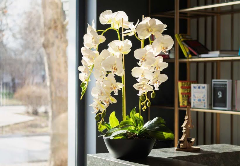 ارکیده سفید در نور