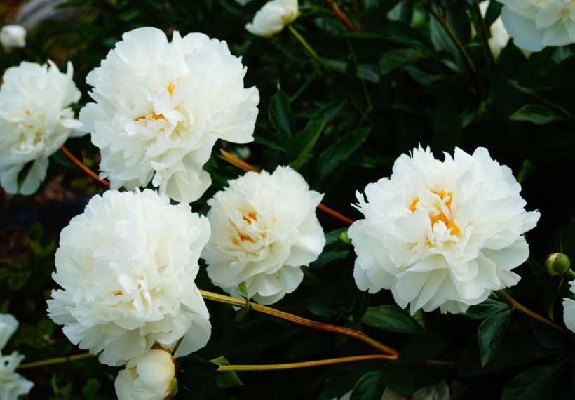 درختچه آلیس هاردینگ