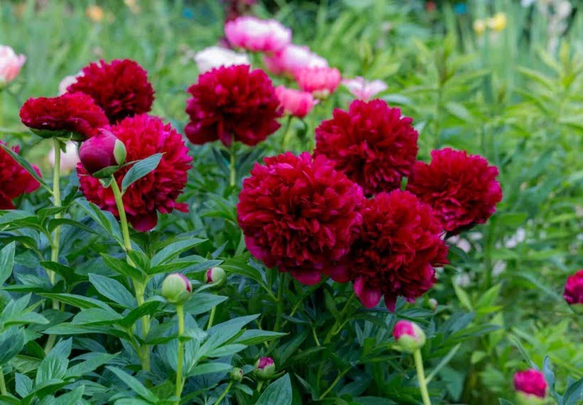 پیونی بمب قرمز