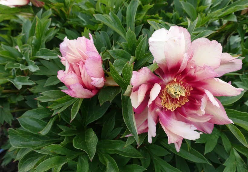 پیونی لرد لوئیس