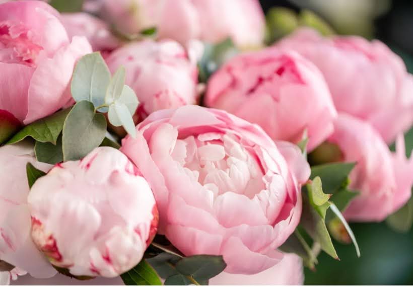 پیونی صورتی کلاسیک